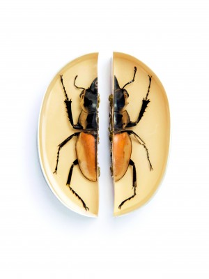 Märta Mattsson. Split, 2013, Necklace, copper electroformed beetle, driftwood, silver, cubic zirkonias, resin, lacquer, 35 x 20 x 6 cm